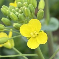 菜の花,小松菜,花壇,ガーデニング,野菜の花の画像