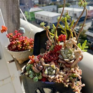 白牡丹（はくぼたん）,寄せ植え,多肉植物,リメ缶,多肉植物のある暮らしの画像