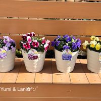 レモネード,ライチ,よく咲くスミレ,よく咲くスミレ,ロゼの画像