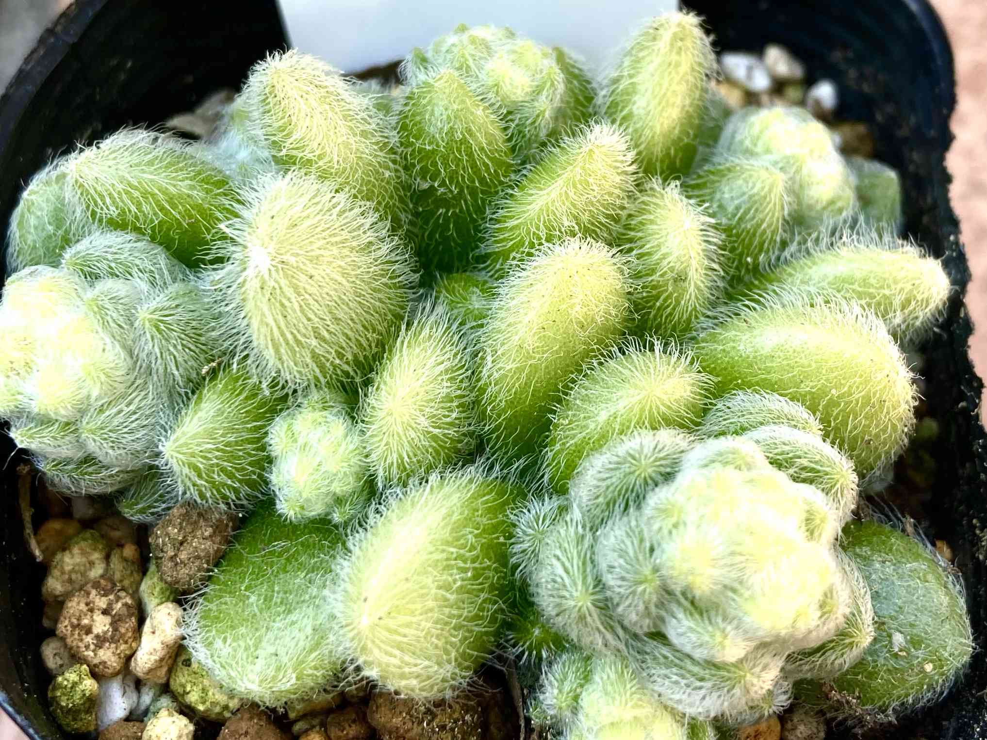 多肉植物の投稿画像 by はなずきんさん｜ヒントニーとヒントニー