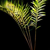ソテツ,ザミア,ザミア フロリダーナ,珍奇植物,ミラーレス一眼の画像
