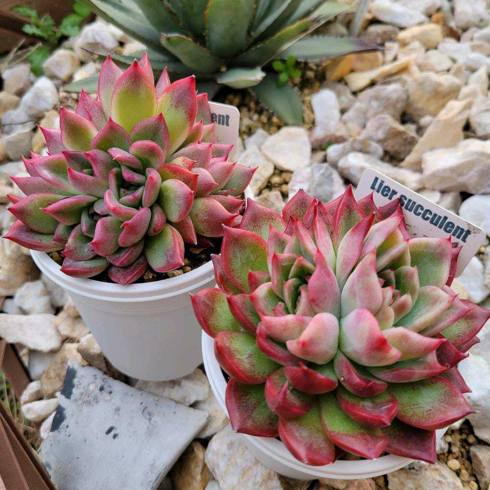多肉植物❤️フロリディティール ❤️1頭12cm!拔き苗！三年生！セダム  おまけ フロリディティール(tsunコレ・キメコレ)｜🍀GreenSnap