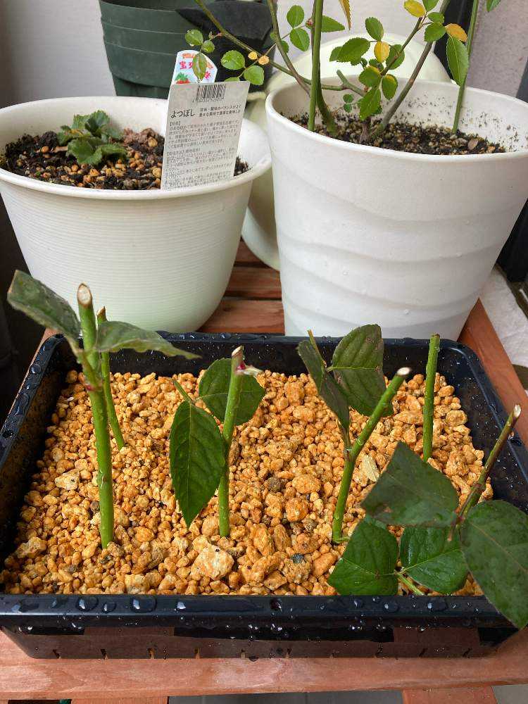 切り花から挿し木｜🍀GreenSnap（グリーンスナップ）