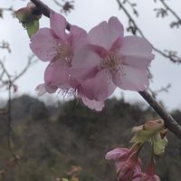 カワヅサクラ,河津桜(かわづざくら),手作り,山口県,パッチワークキルトの画像