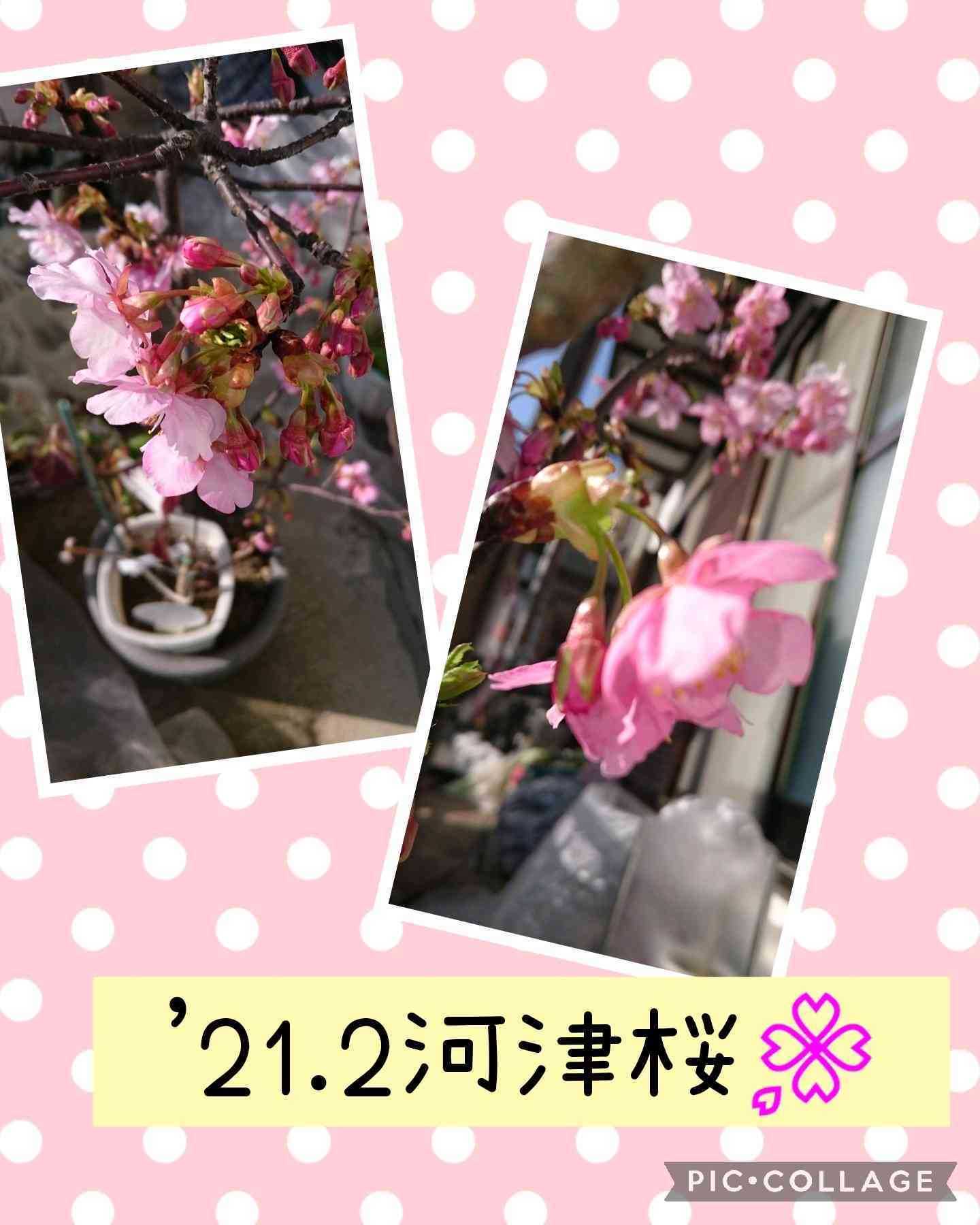 私の鉢植え河津桜🌸2024年版｜🍀GreenSnap（グリーンスナップ）