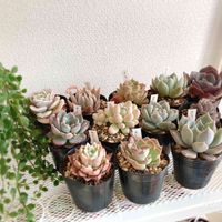 多肉福箱,多肉植物,多肉大好き,多肉中毒,多肉のある暮らしの画像