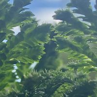イワヒバ,クッションモス,セラギネラ アポダ,スパイクモス,観葉植物の画像