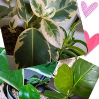ハートホヤ,フィカス・ティネケ,シーグレープ,観葉植物,癒しgreenの画像