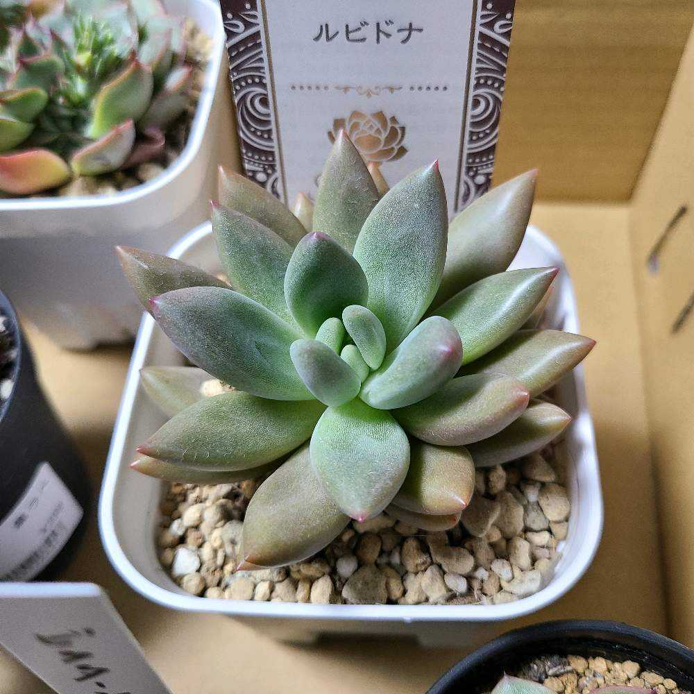 ルビードナの成長記録💗💗｜🍀GreenSnap（グリーンスナップ）