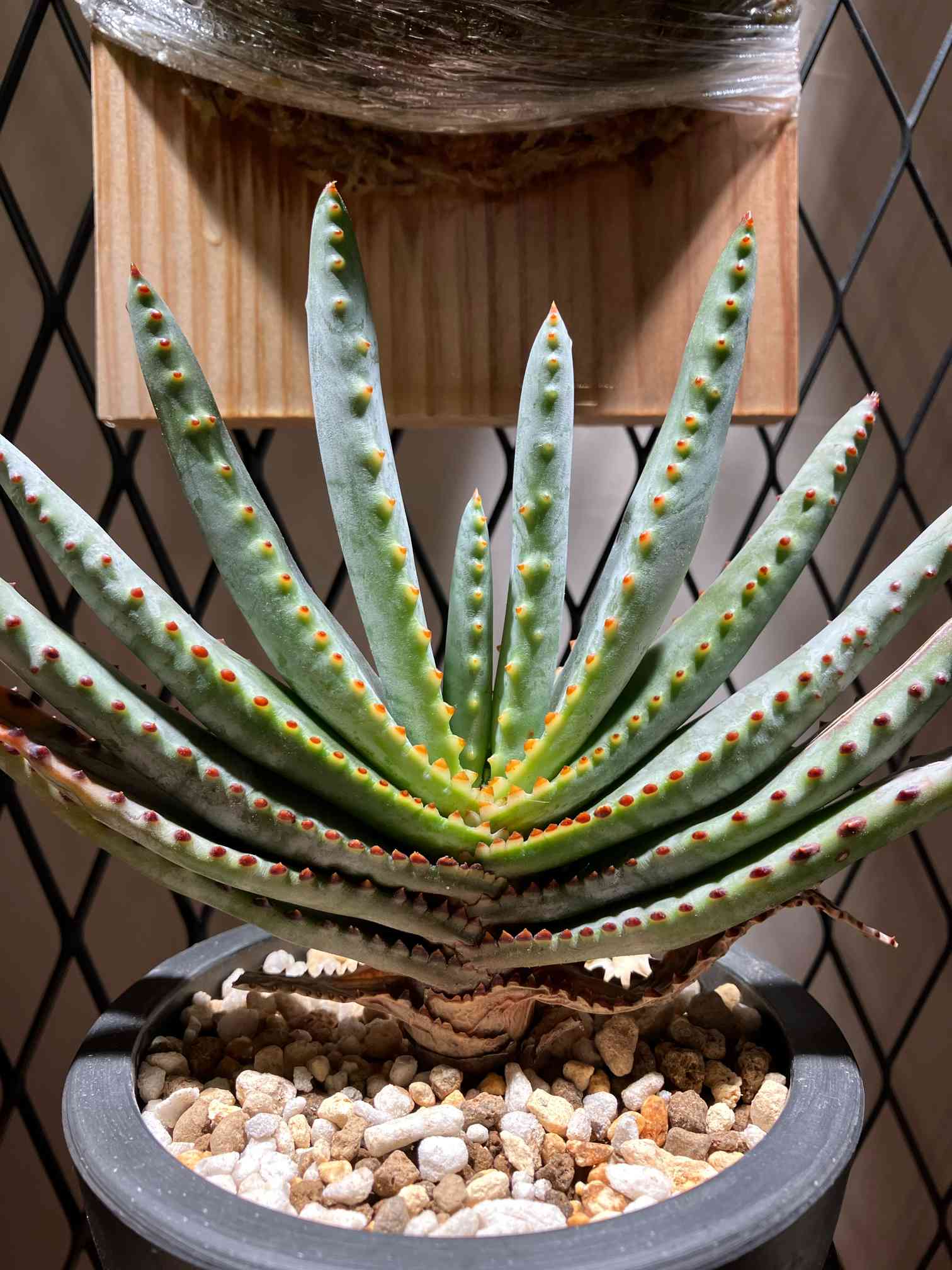 アロエ コンプレッサ シストフィラ｜🍀GreenSnap（グリーンスナップ）