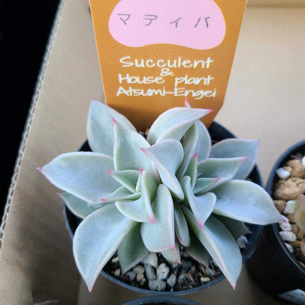 マディバの成長記録💗😈｜🍀GreenSnap（グリーンスナップ）