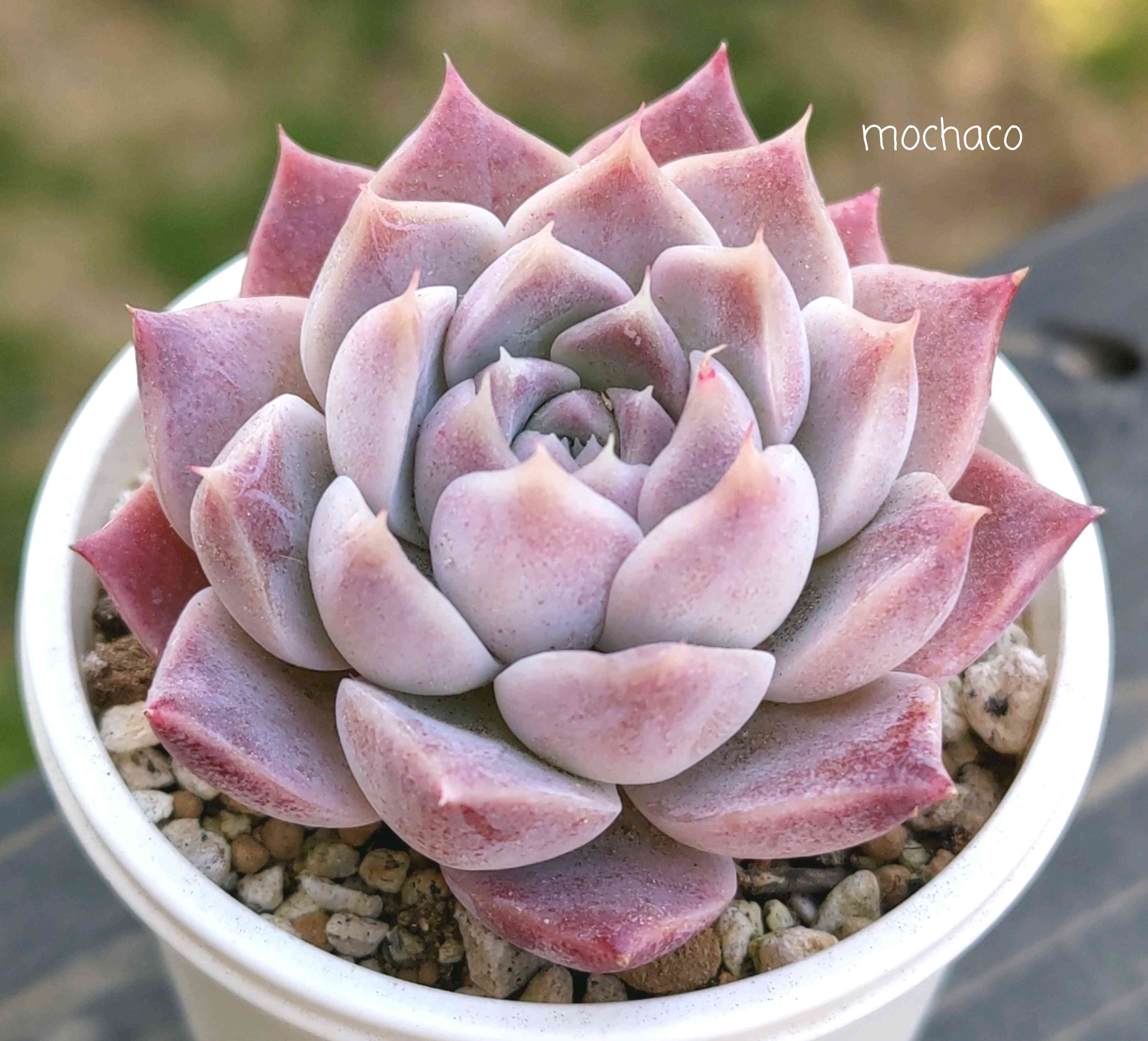 多肉植物の投稿画像 by mochacoさん｜エケベリア属と多肉大好きと