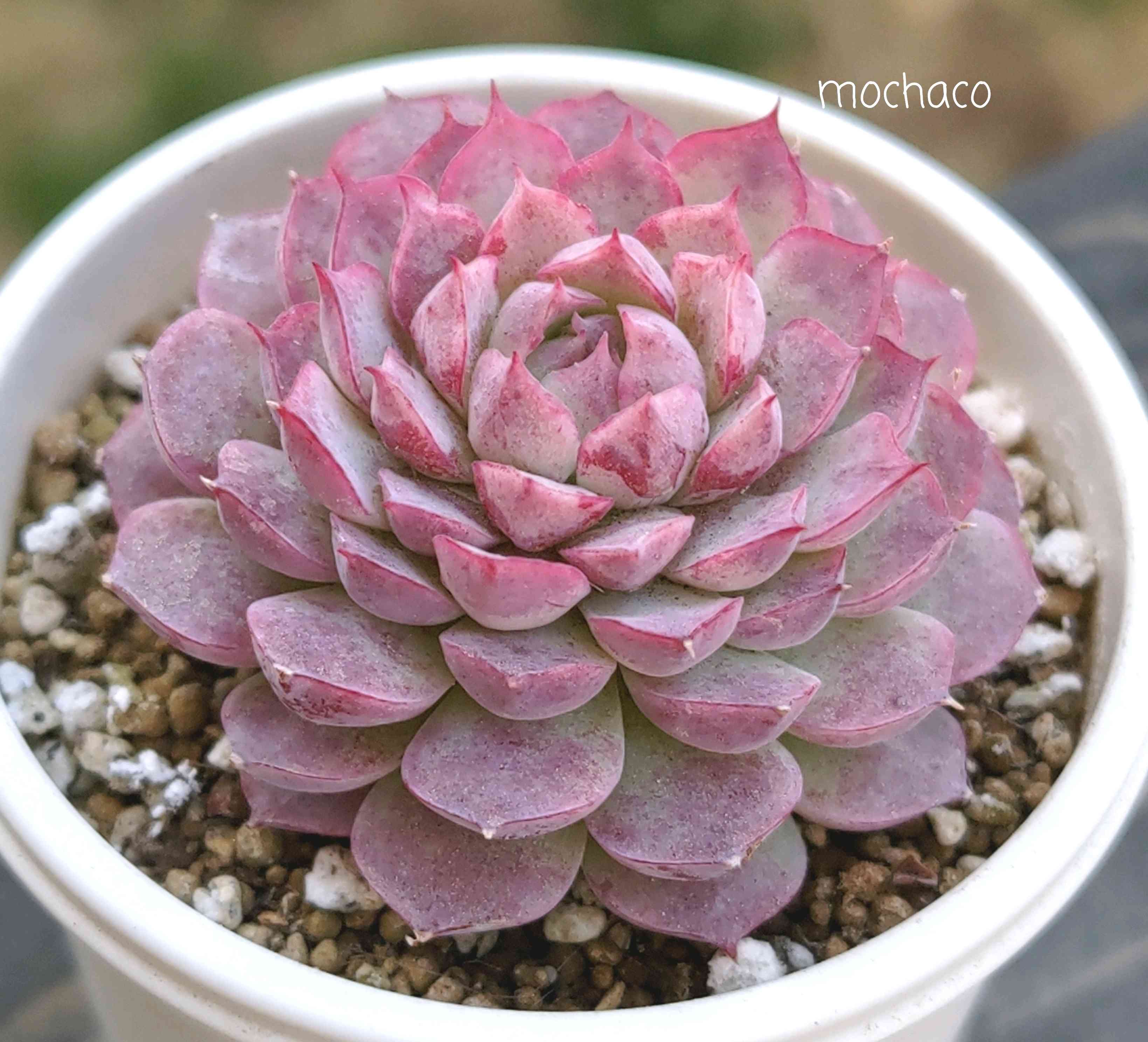 多肉植物の投稿画像 by mochacoさん｜エケベリア属と多肉大好きと
