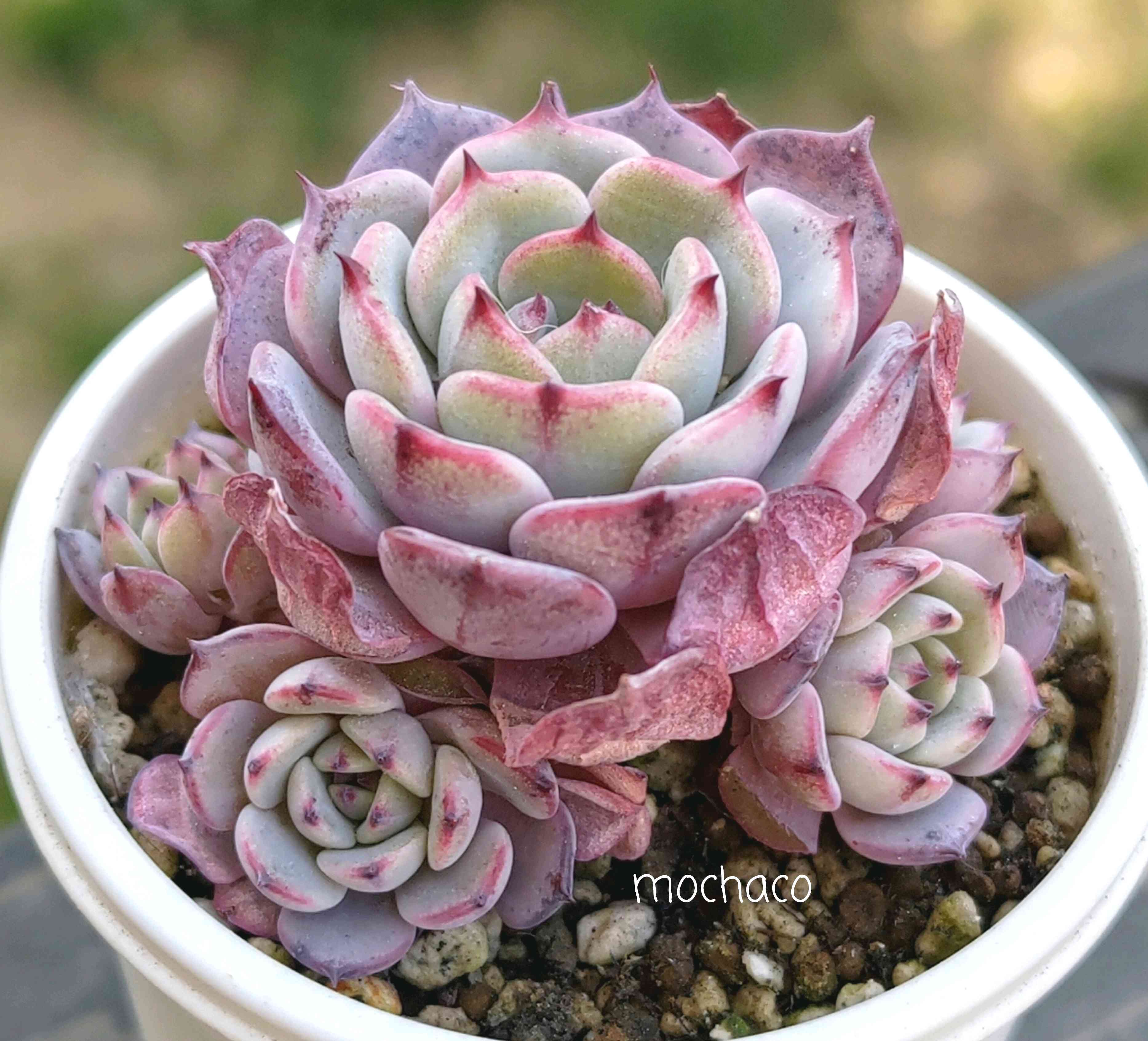 多肉植物の投稿画像 by mochacoさん｜エケベリア属と多肉大好きと