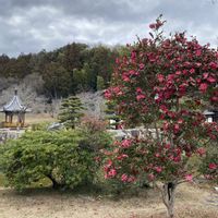 寒椿,公園,岡山の画像