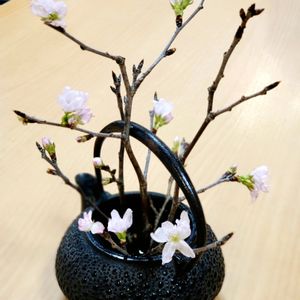 さくら サクラ 桜,南部鉄瓶,和風,生け花,古道具の画像