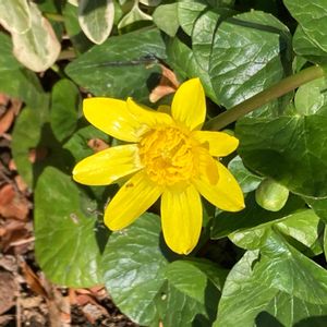 ヒメリュウキンカ,ヒメリュウキンカ,公園,鉢植え,花壇の画像