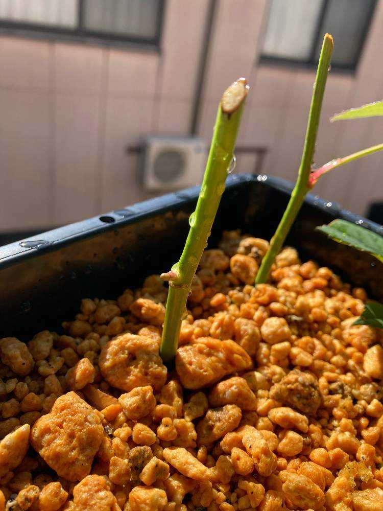 切花品種　挿し木　専用 切り花から挿し木｜🍀GreenSnap（グリーンスナップ）