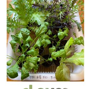 サニーレタス,わさび菜,からし菜,水耕栽培,種からの画像