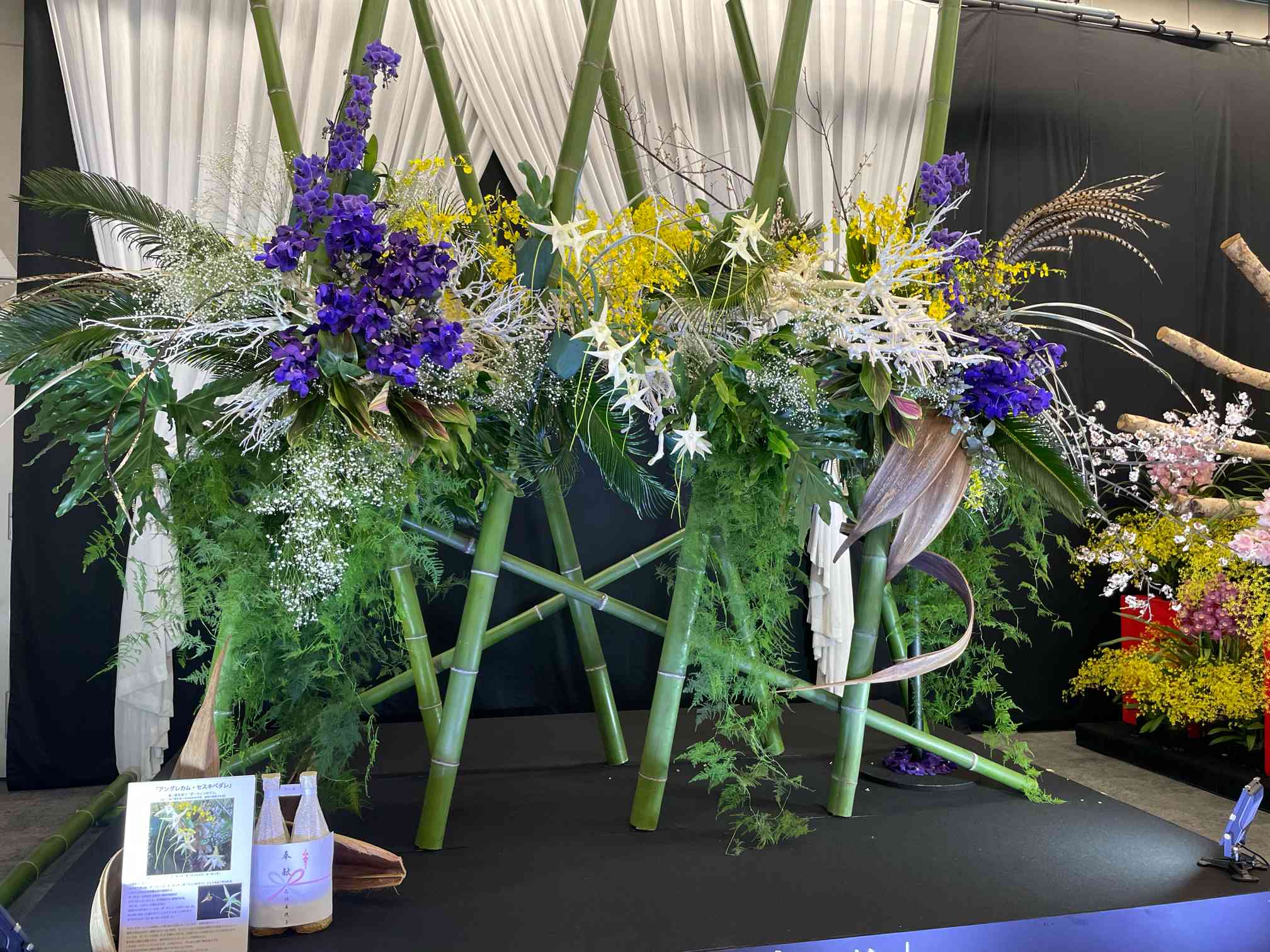 世界らん展2024 パート2｜🍀GreenSnap（グリーンスナップ）