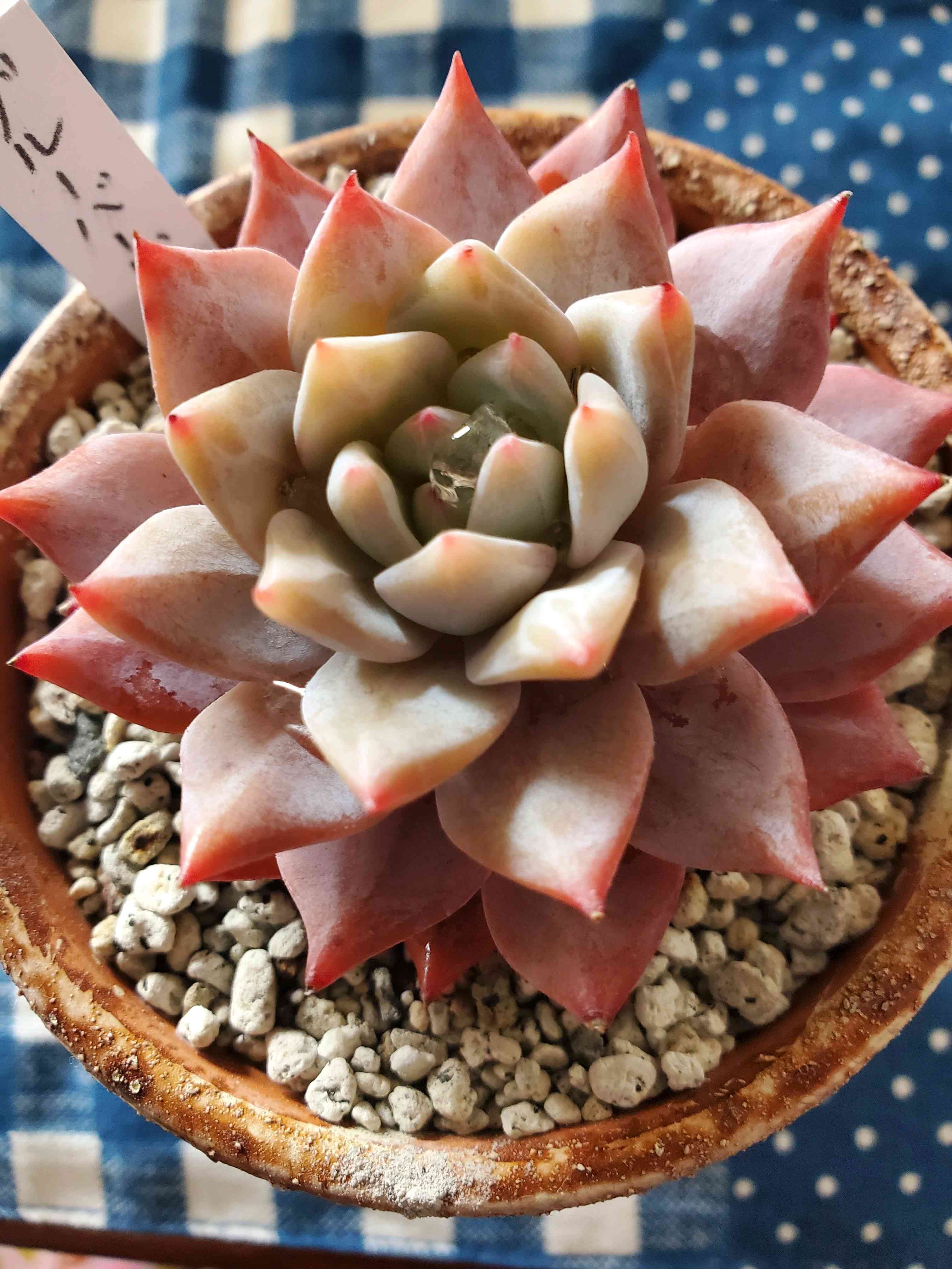 エケベリア モーサンの一覧｜🍀GreenSnap（グリーンスナップ）