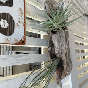 多肉植物,エアプランツ,100均,DIY,ホームセンターの画像