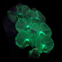 コチョウラン,光るコチョウラン,GSに感謝。,❤️いいね、ありがとう,ビューティフル サンデーの画像