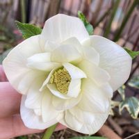 クリスマスローズ,シクラメン,クリスマスローズ　エレガンスアイス,かわいい,楽しみ〜の画像