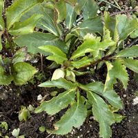 クリスマスローズ,月兎耳,福兎耳,カランコエポエール,ガガイモ   スタペリア　ヒルスタの画像