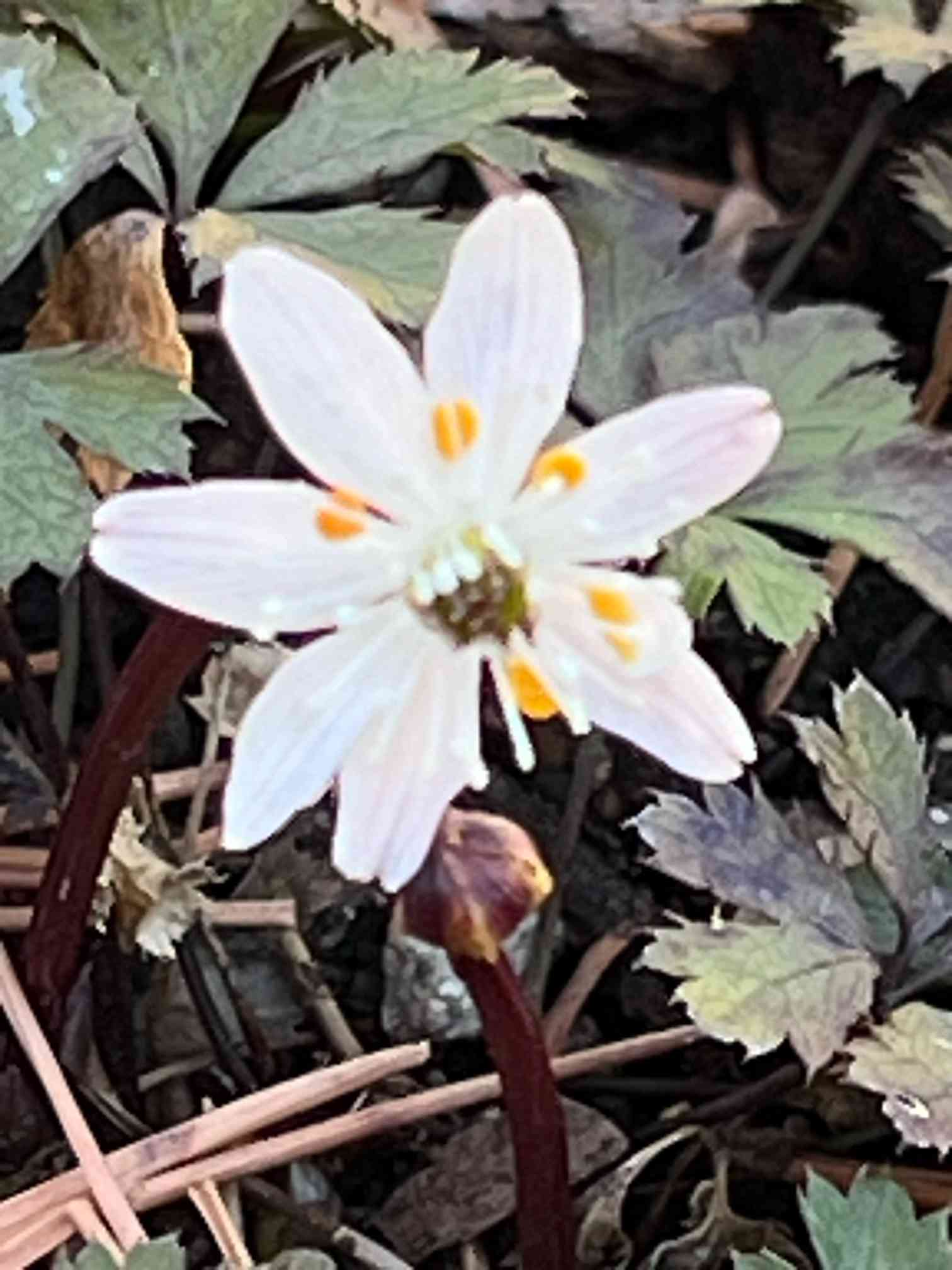 石木文　モンシロチョウとお花　オーバル　未使用 石木文 モンシロチョウとお花 オーバル 未使用 モンキチョウ