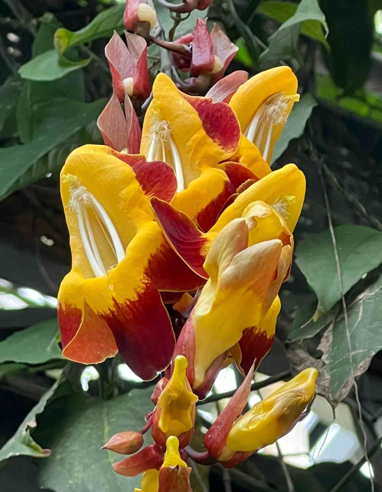 ツンベルギア マイソレンシスの一覧｜🍀GreenSnap（グリーンスナップ）