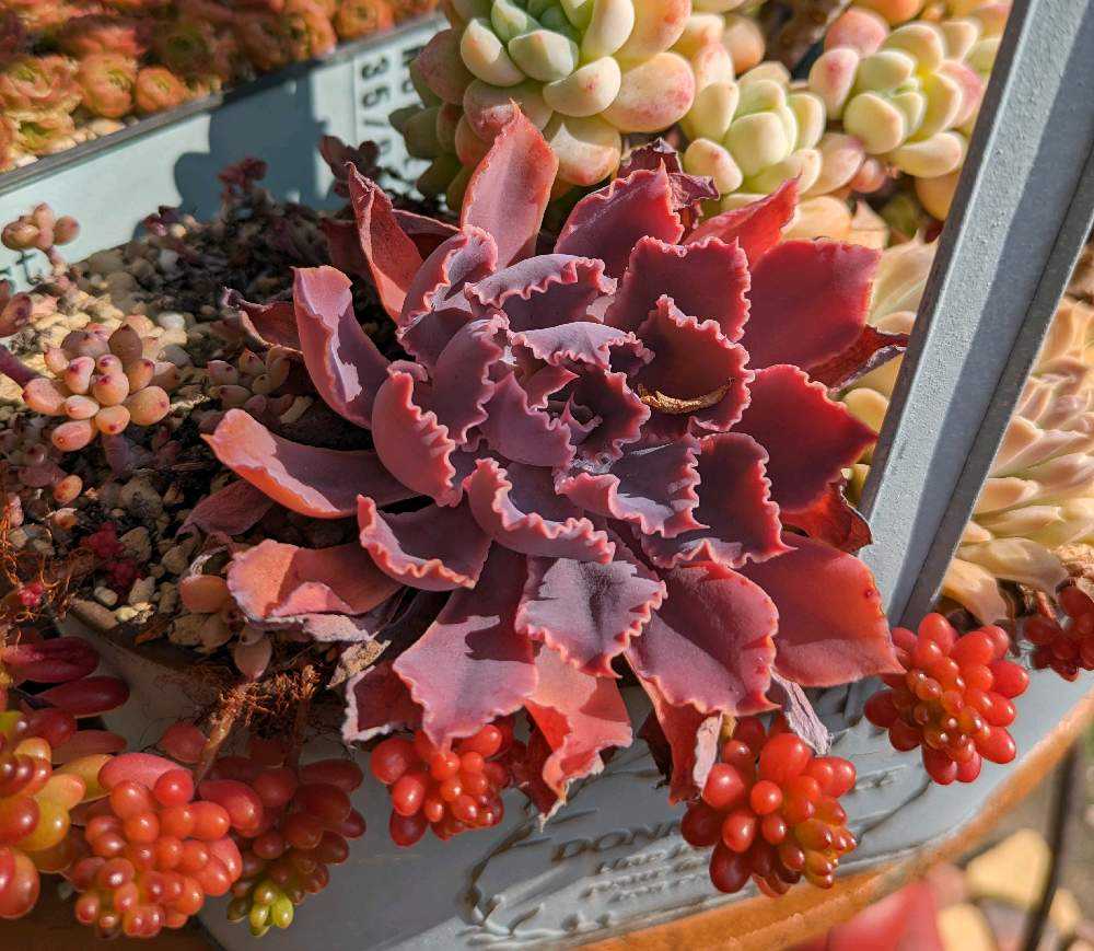 多肉植物　マドレデルスール錦　抜き苗 多肉植物 マドレデルスール錦 抜き苗 エケベリア マドレッシュ