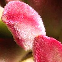ハムシー,M's Succulent Memories,ピンクワールド,Love & Peace,復興を祈りますの画像