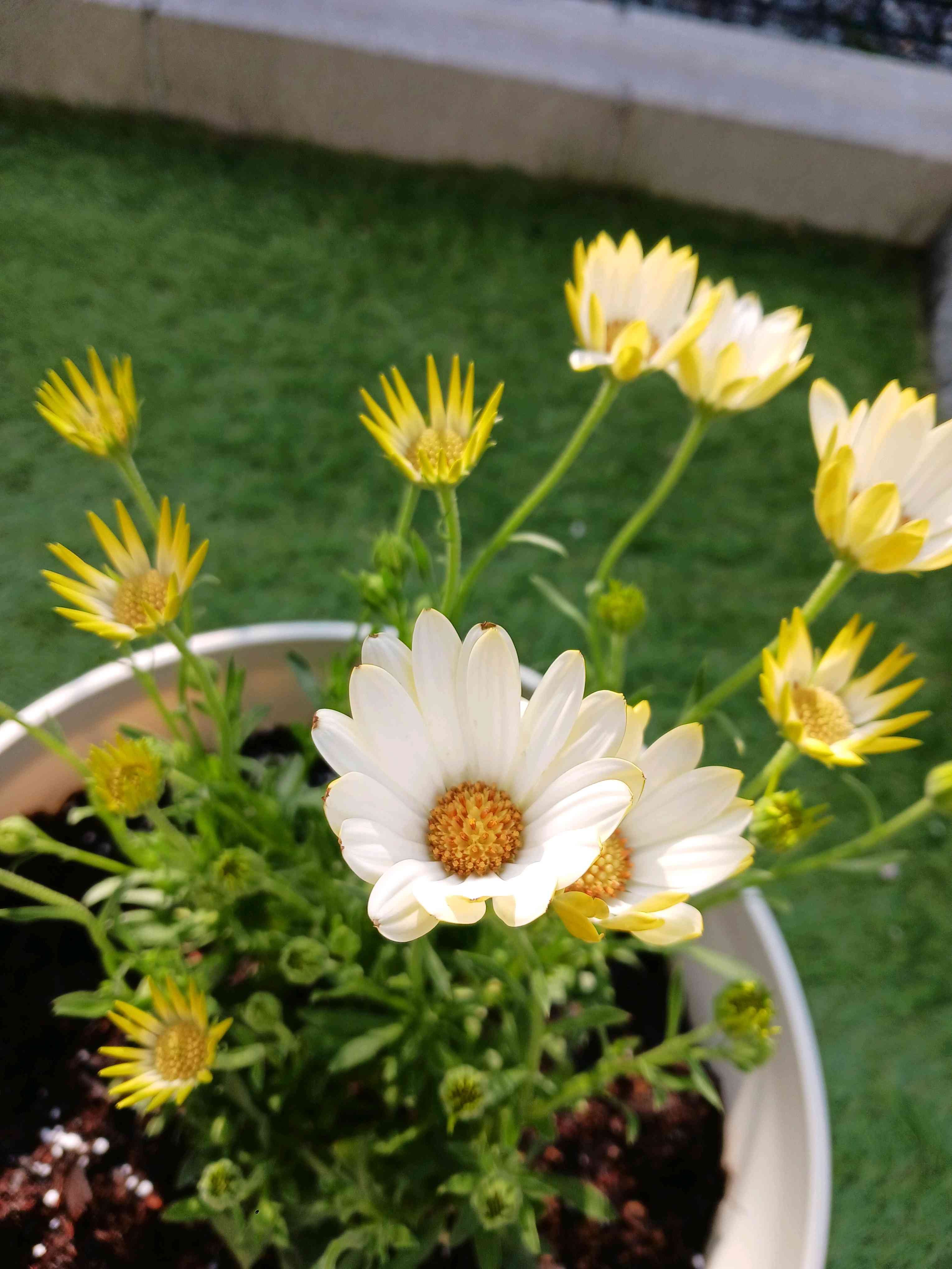 サントリー キララ｜🍀GreenSnap（グリーンスナップ）