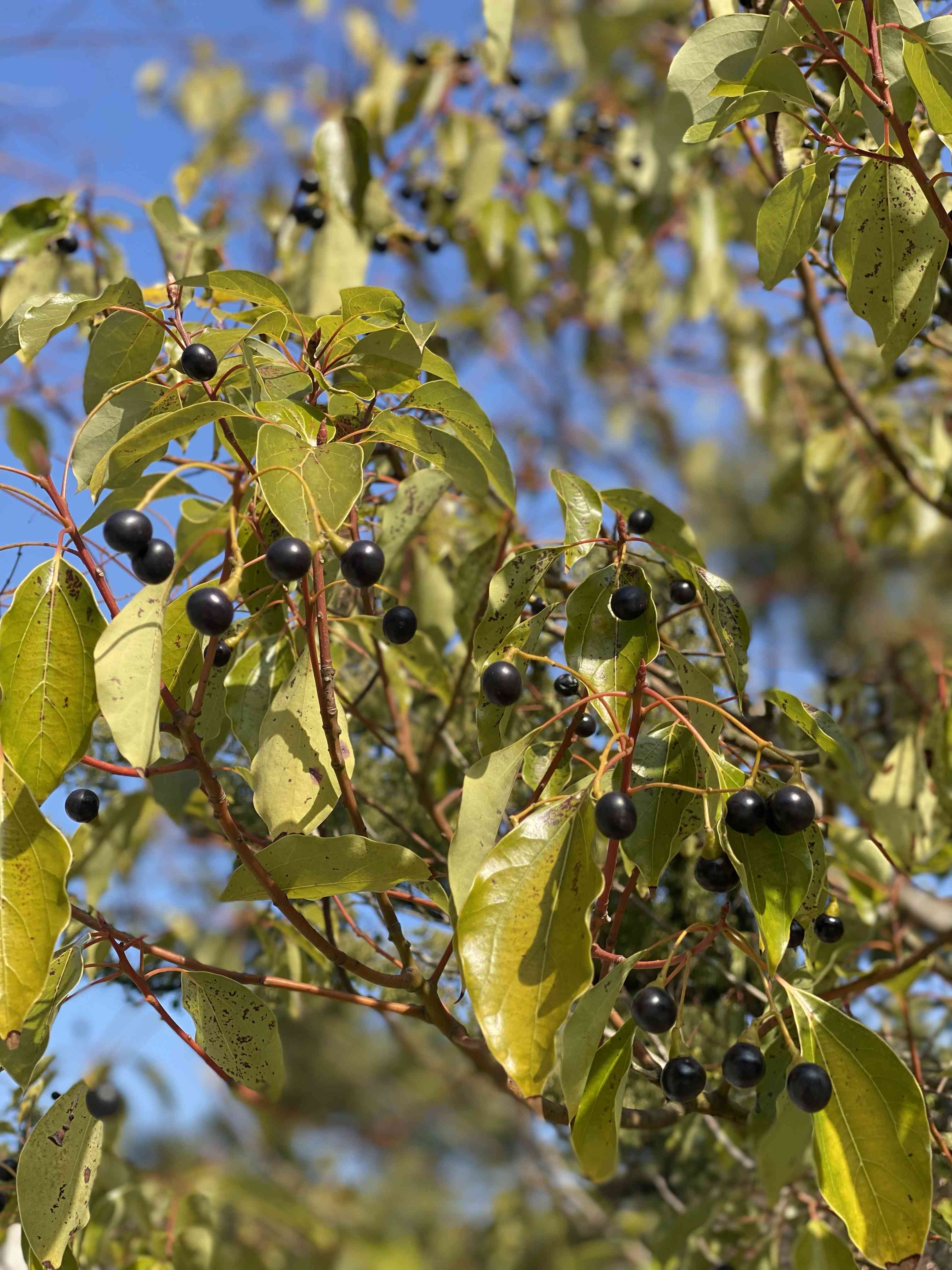 楠実 クスノキ | Cinnamomum camphora | かぎけん花図鑑