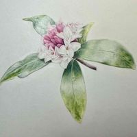 ジンチョウゲ,沈丁花(じんちょうげ),季節の花,ボタニカルアート,今日のお花の画像