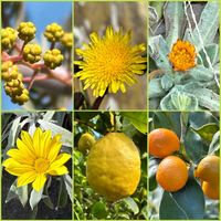 ガザニア,キンカン,オニノゲシ,ヒメキンセンカ,ポンデローザの画像