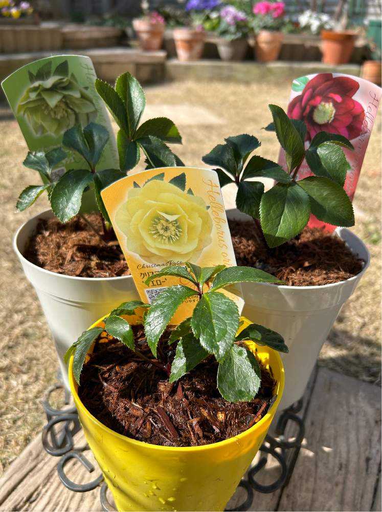 3年ぶり！クリスマスローズフェア2024@庭園フラリエ｜🍀GreenSnap