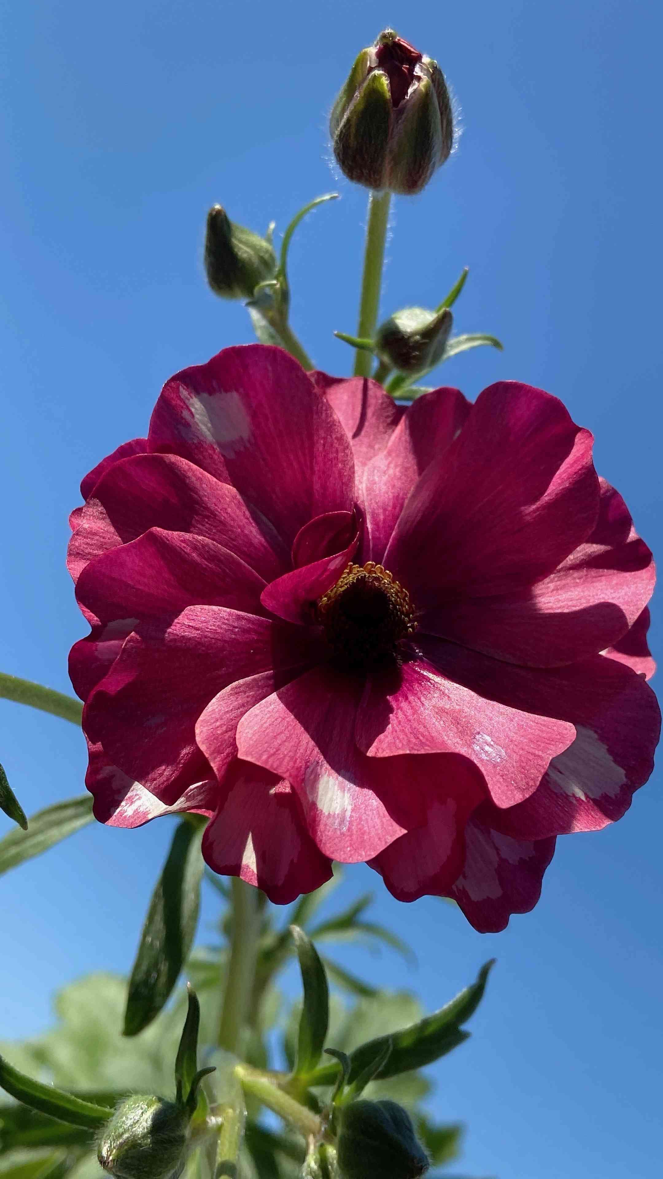 ラナンキュラスラックスの投稿画像 by ちぃさん｜ラナンキュラス