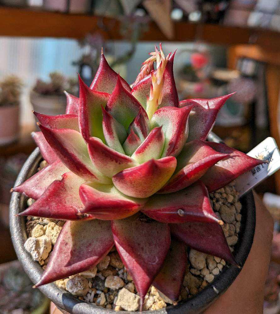 530🌹レッドエボニースーパークローン｜🍀GreenSnap（グリーンスナップ）