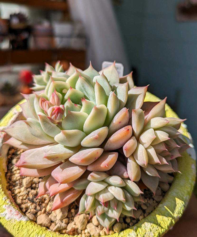 418🌹プリズム｜🍀GreenSnap（グリーンスナップ）