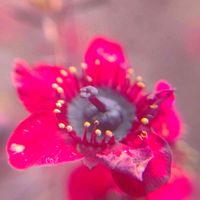 ギョリュウバイ,ギョリュウバイ,ギョリュウバイ,ギョリュウバイ,ギョリュウバイの画像