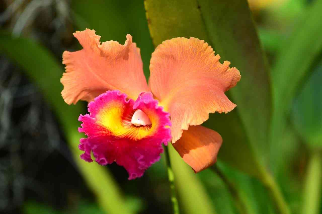 ハイドランジア カトレア ランの女王”と呼ばれる「カトレア」 色彩も花形も多彩です〜でも