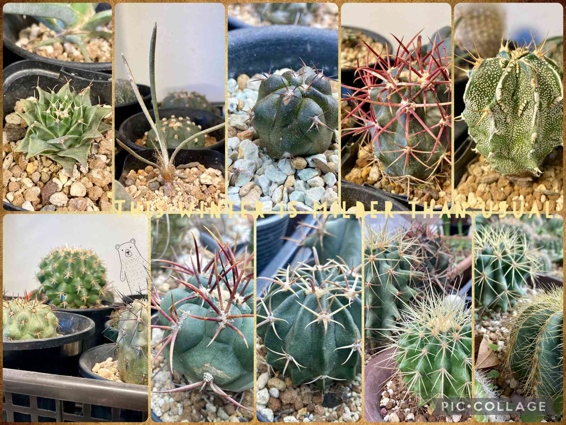 狂刺金鯱の一覧｜🍀GreenSnap（グリーンスナップ）