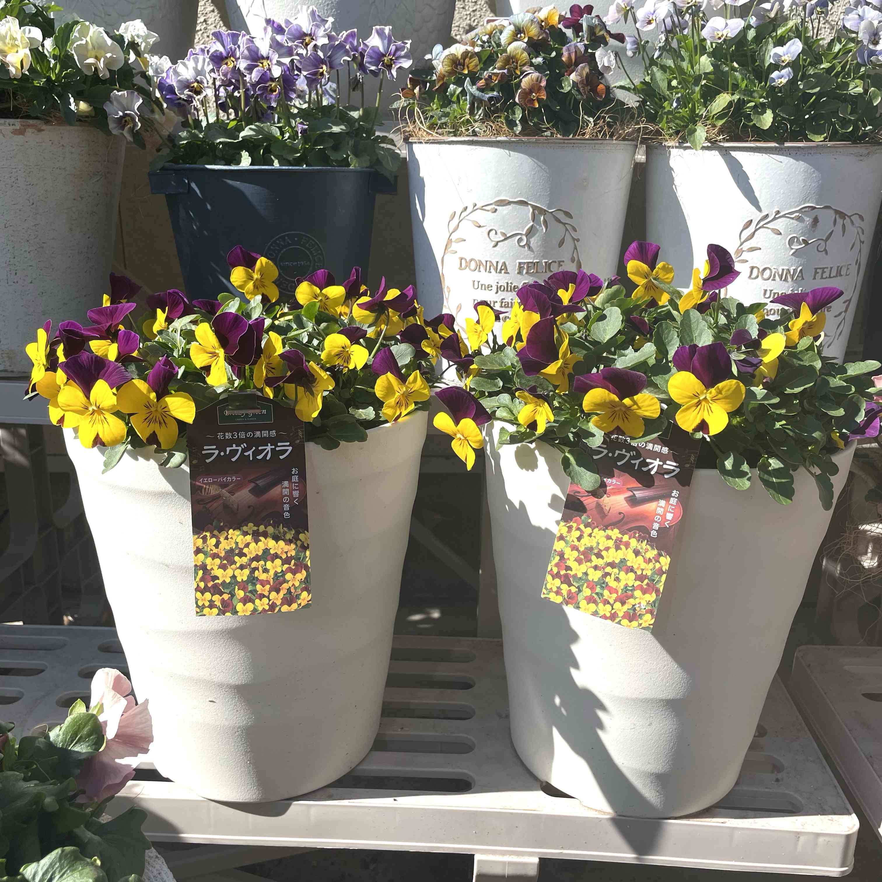 マーガレットの投稿画像 by はぴまるyuuuさん｜実験中と花のある暮らし