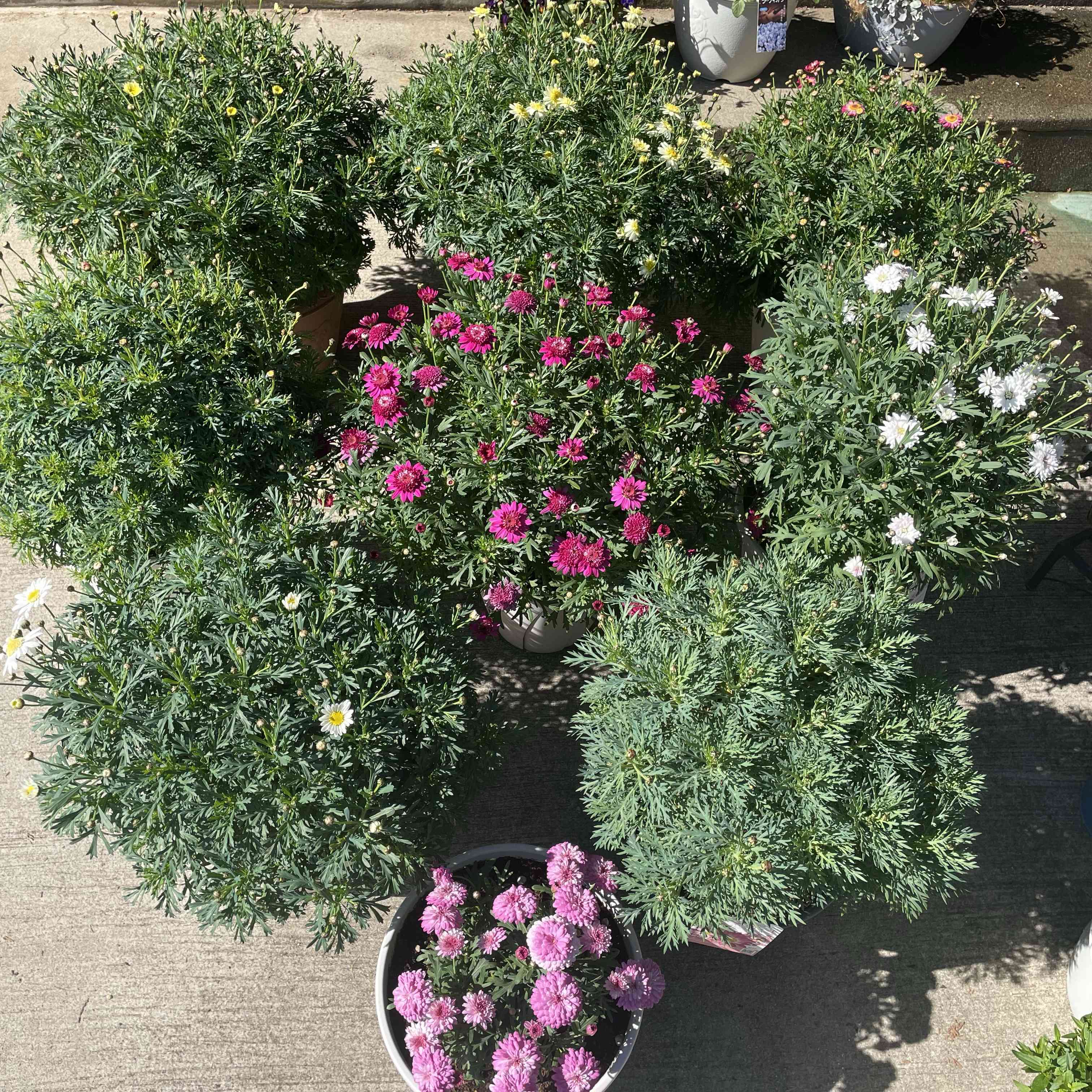 マーガレットの投稿画像 by はぴまるyuuuさん｜実験中と花のある暮らし