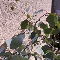 レモンマートル,ユーカリポポラス,オーストラリアンプランツ,鉢植え✨,小さな庭の画像