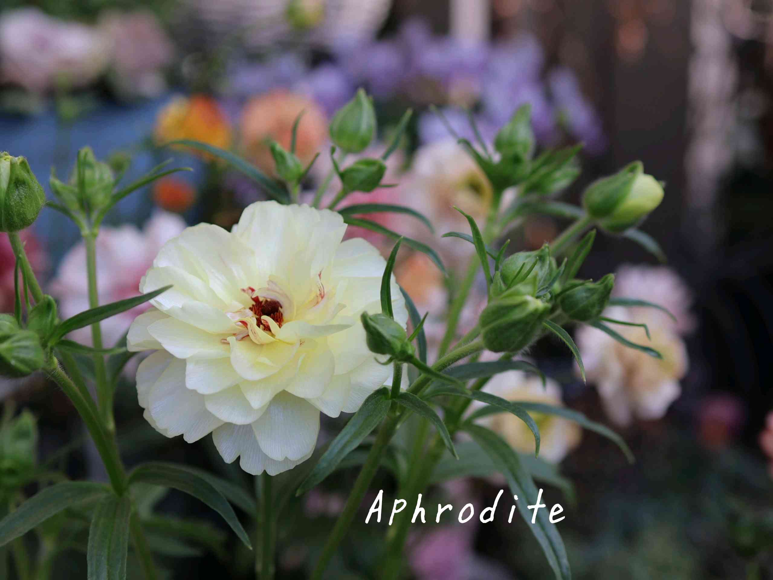 ➁ラナンキュラスラックス　アフロディーテ　小2球根 アフロディーテ｜そだレポ（栽培レポート）byバーニーズ｜みんなの趣味