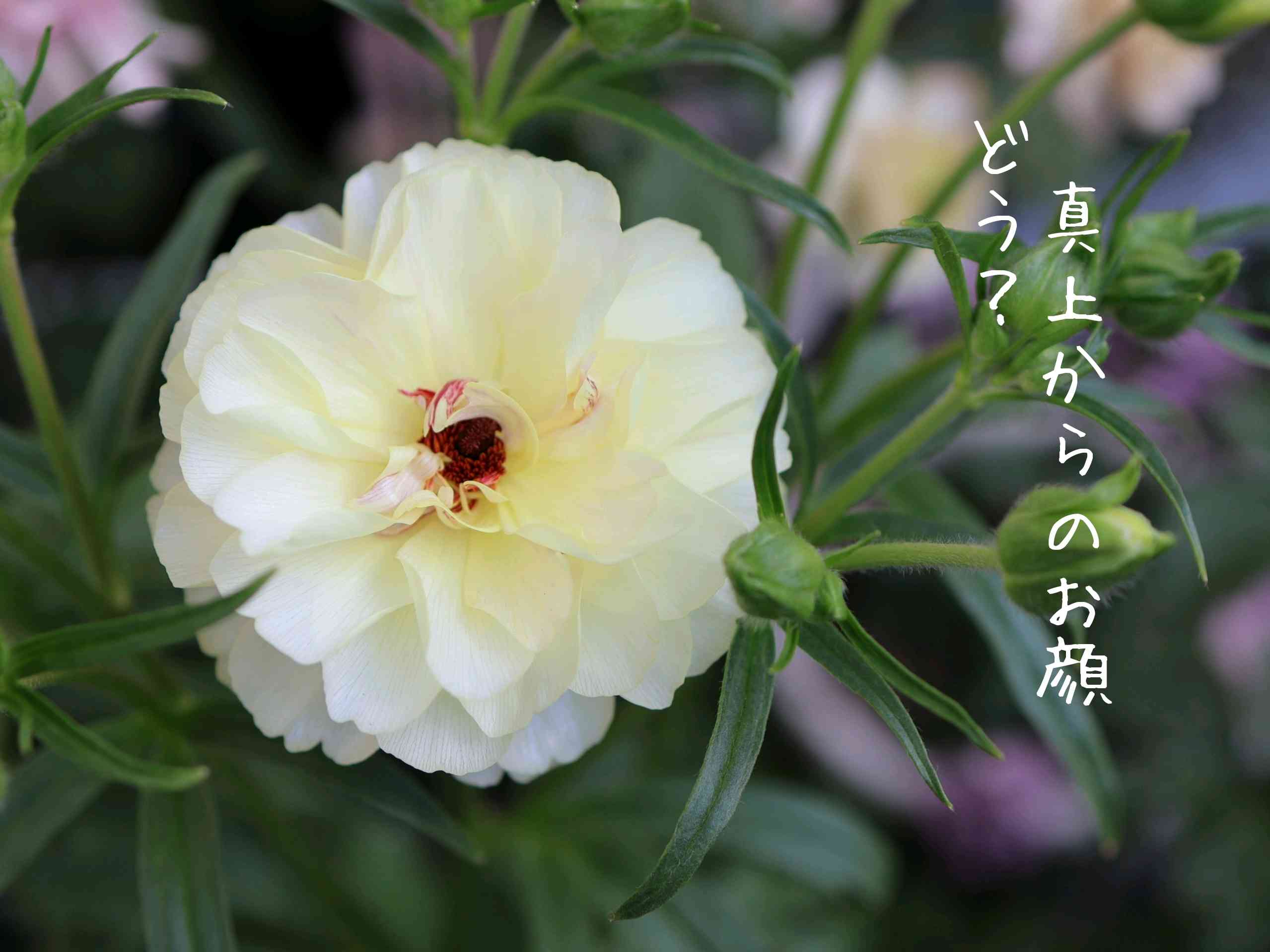 小さな庭の投稿画像 by りんじょんふぁさん｜花のある暮らしと綾園芸と