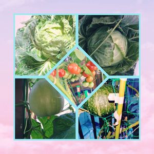 プランター野菜,種蒔き栽培,家庭菜園,ベランダの画像